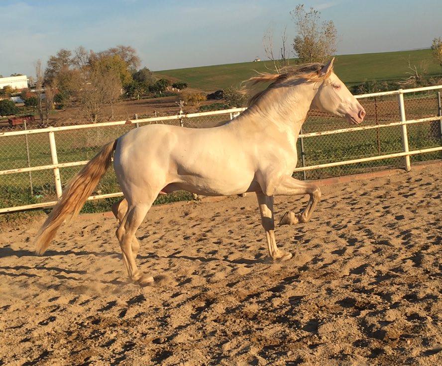 Caballo en Venta